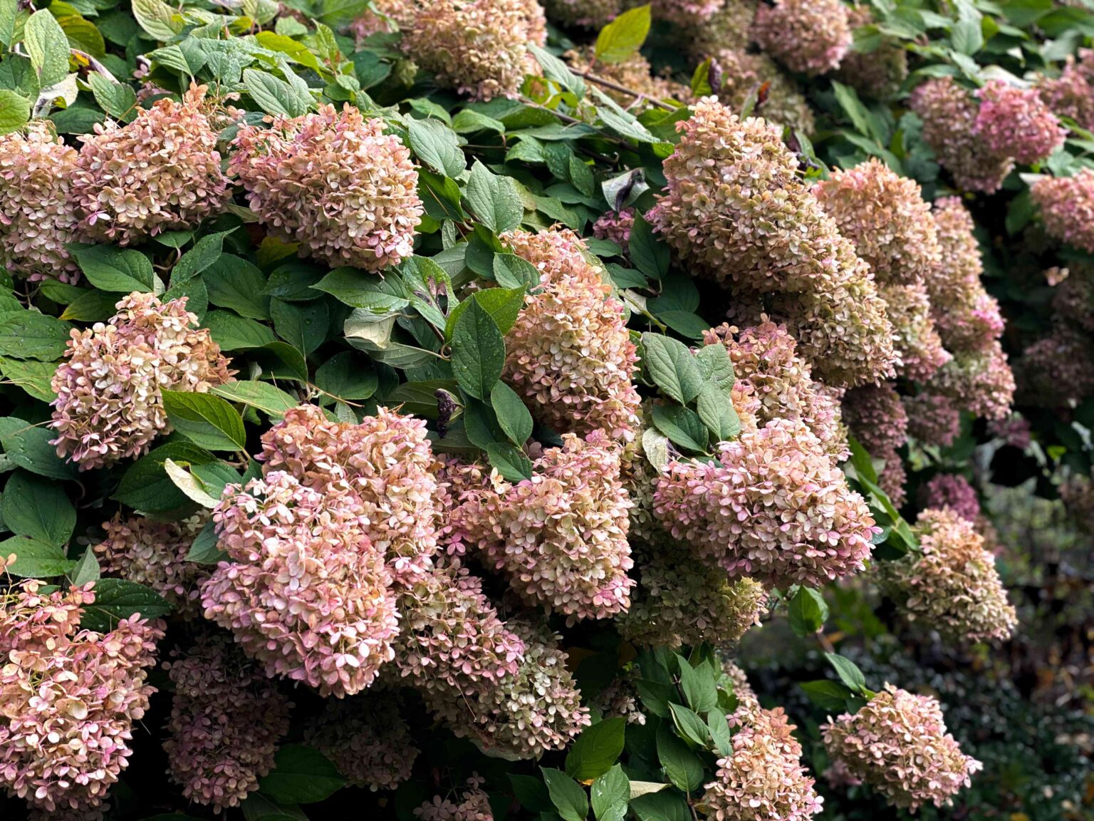 12 Plants You Should Never Cut Back in Fall