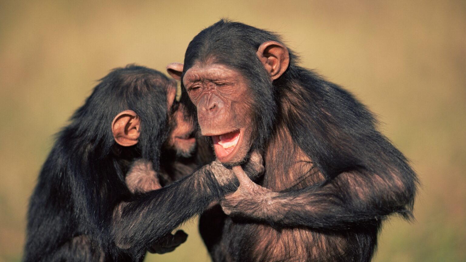 An orphaned female chimpanzee holds a male's hand and smiles showing their bottom teeth