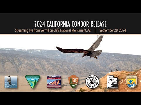 4 endangered California condors will be released into the wild