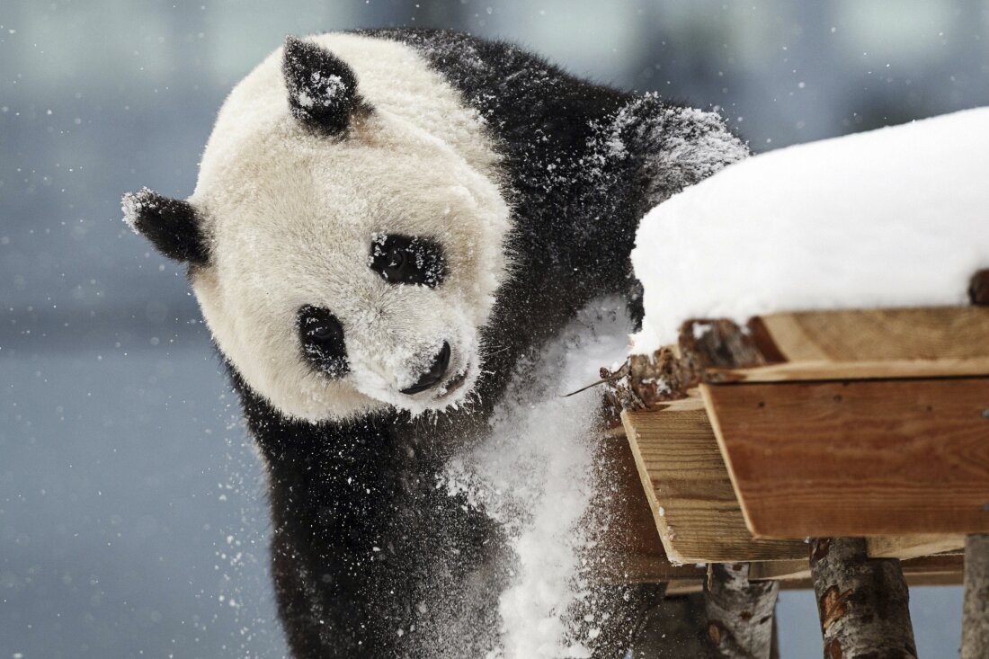 Female panda Jin Bao Bao, named Lumi in Finnish, plays in the snow on the opening day of the Snowpanda Resort in Ahtari Zoo, in Ahtari, Finland, Saturday Feb. 17, 2018.