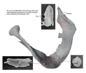 Photo of the jaw bone from James Fitzjames