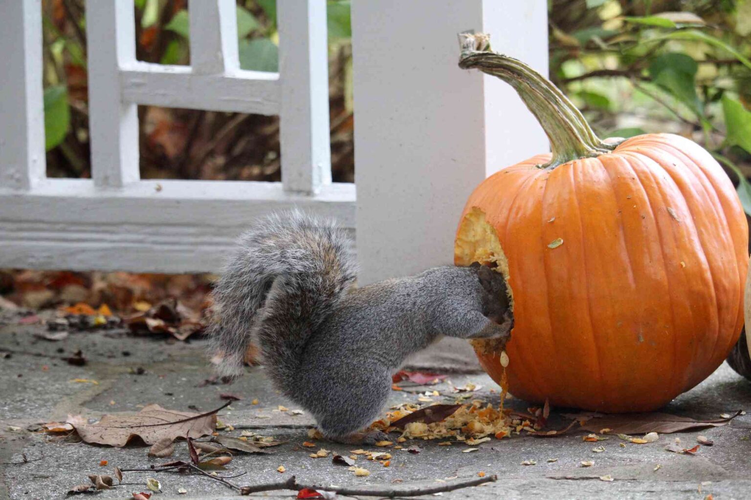 Don't Let Squirrels Eat Your Pumpkins This Fall—10 Safe Ways to Keep Them Away