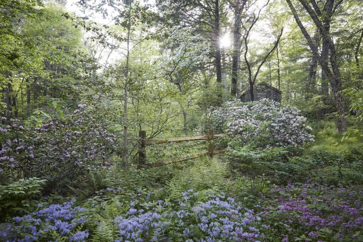 Ecological Horticulture: Native Plant Trust's Tim Johnson Explains Why You Should Embrace Your Inner Ethical Radical