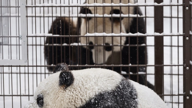 Finland zoo returns giant pandas to China over cost