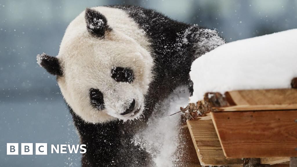 Finland zoo returns pandas to China early due to cost