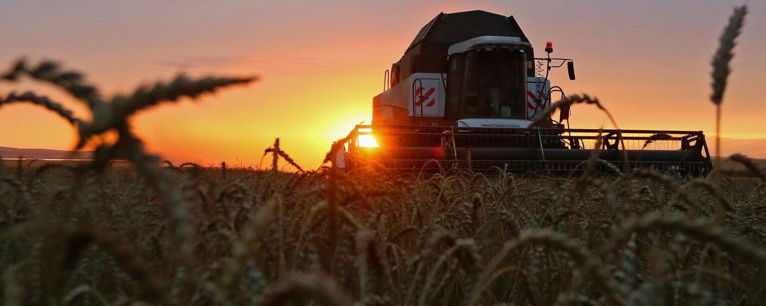 Wheat harvesting in the Krasnoyarsk Territory - Sputnik International, 1920, 03.12.2023