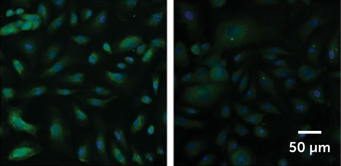 There are two panels in this image. On the left, cells are glowing in green. On the right, the image is a lot dimmer and the cells are not as glowy.