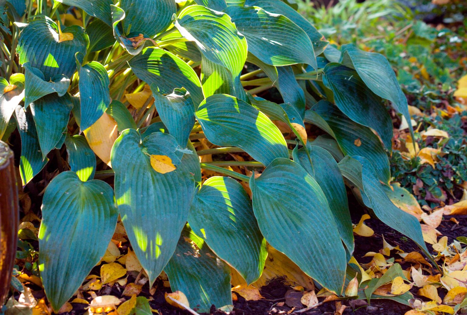 Here's When You Should Cut Back Your Hostas in the Fall