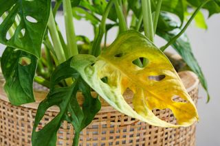 overwatered Monstera with yellow leaf