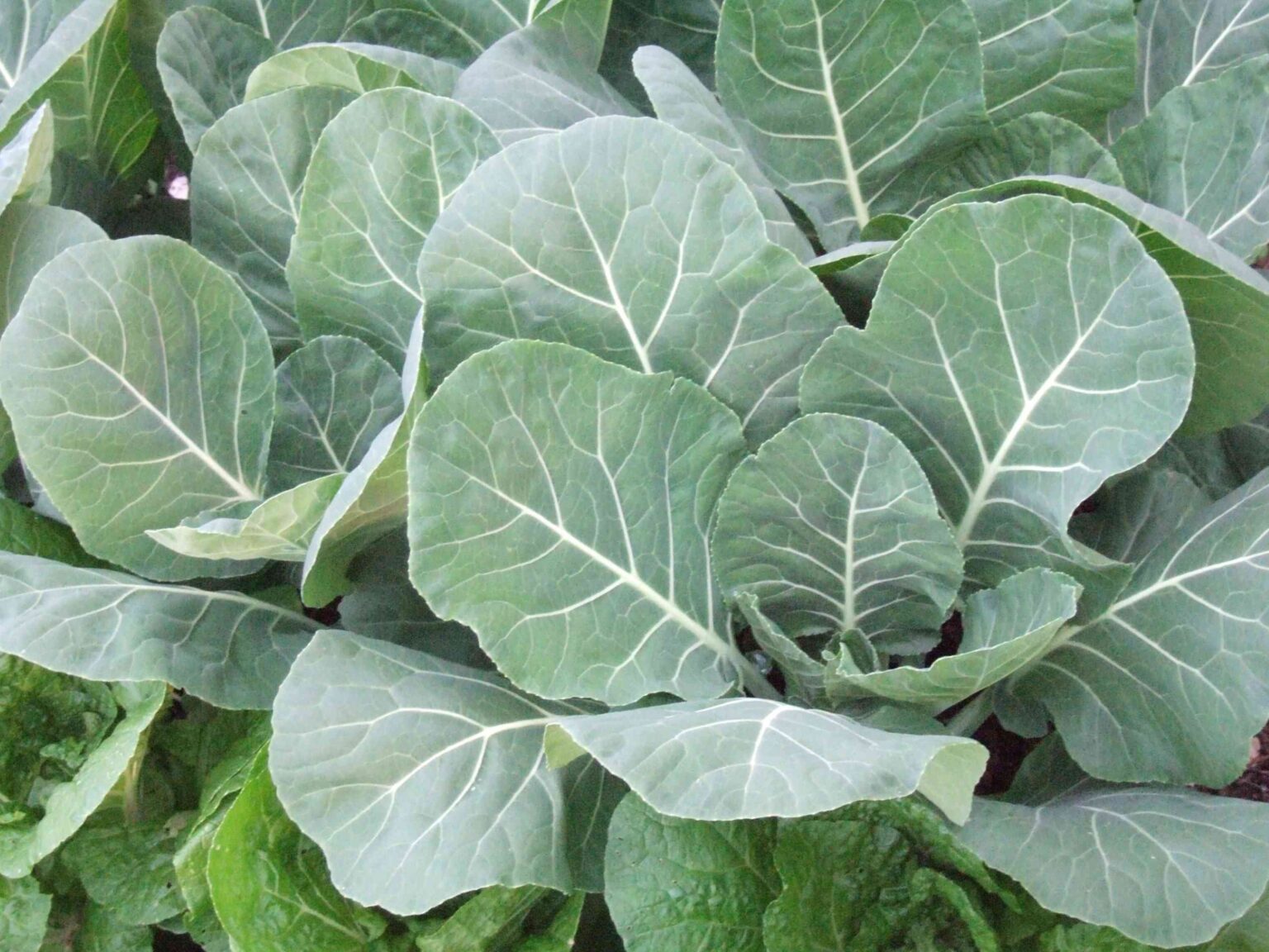 How to Grow Collard Greens for a Tasty Cool Season Harvest