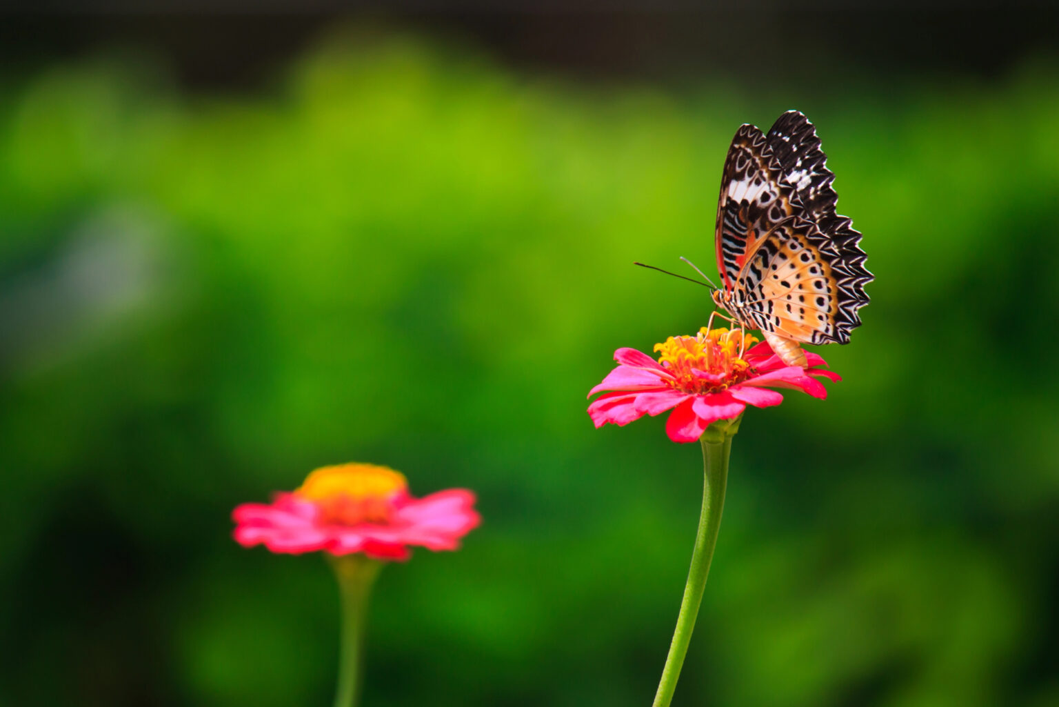 an orange and brown butterfly sits on a pink flower