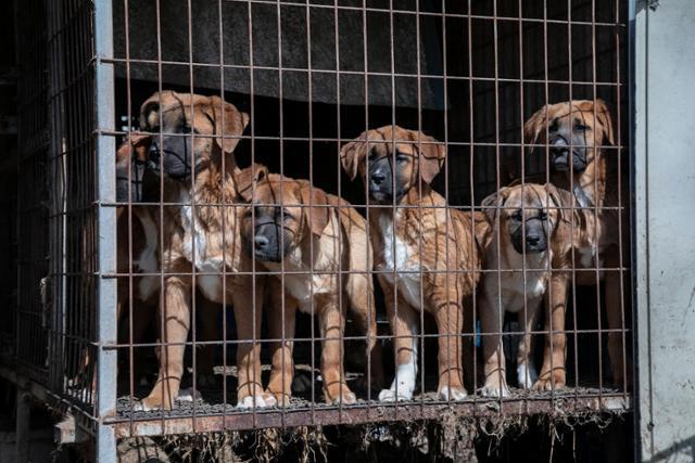 Dogs are seen in a cage at a dog farm in Asan, South Chungcheong Province, in this undated photo provided by Human Society International Korea. Korea Times file