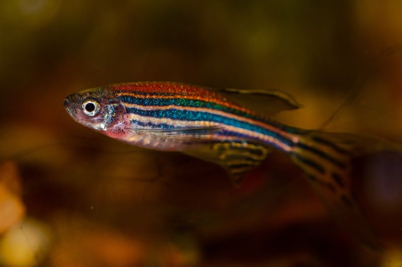 Light pollution: A fish with dark and light stripes.