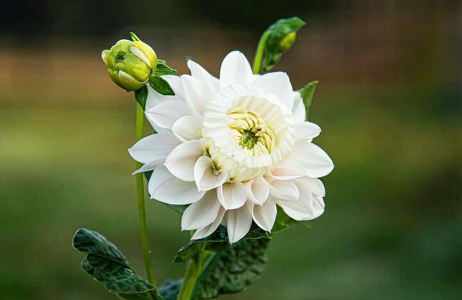 Meet the Daffodahlia—a Mysterious New Flower That's Never Been Seen Before