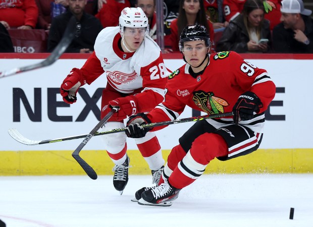 Detroit Red Wings player Michael Brandsegg-Nygard (28) and Chicago Blackhawks center Connor Bedard (98) battle in the third period of a preseason game at the United Center in Chicago on Sept. 25, 2024. (Chris Sweda/Chicago Tribune)