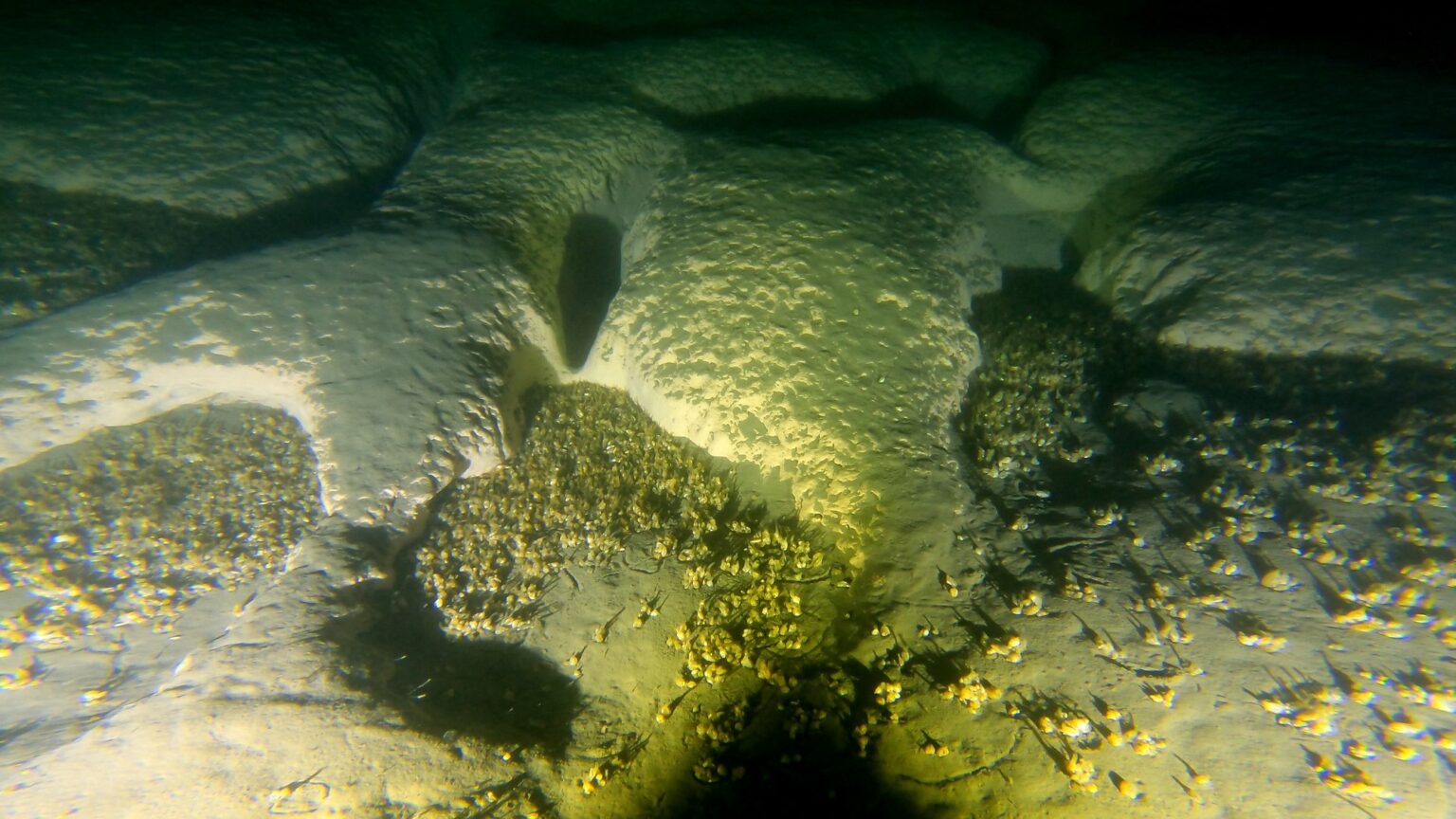 An underwater photograph of the lakebed inside one of the strange circular holes discovered at the bottom of Lake Michigan. The lakebed is lumpy and covered in little critters.