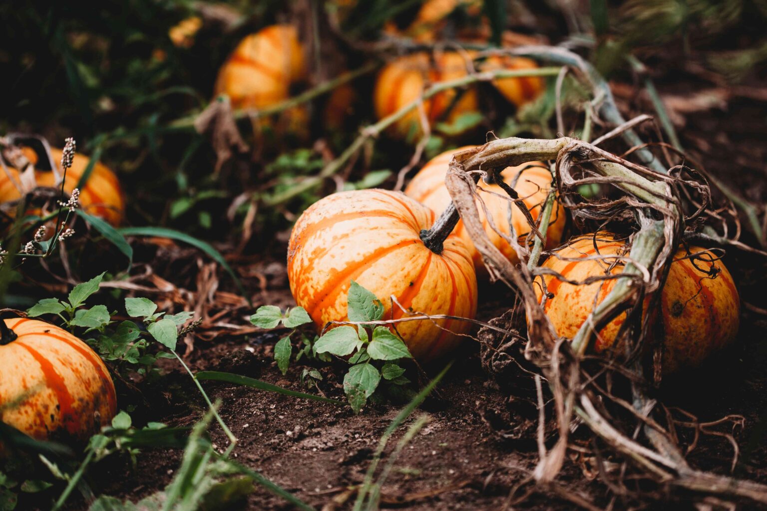 The Best And Worst Companion Plants For Pumpkins