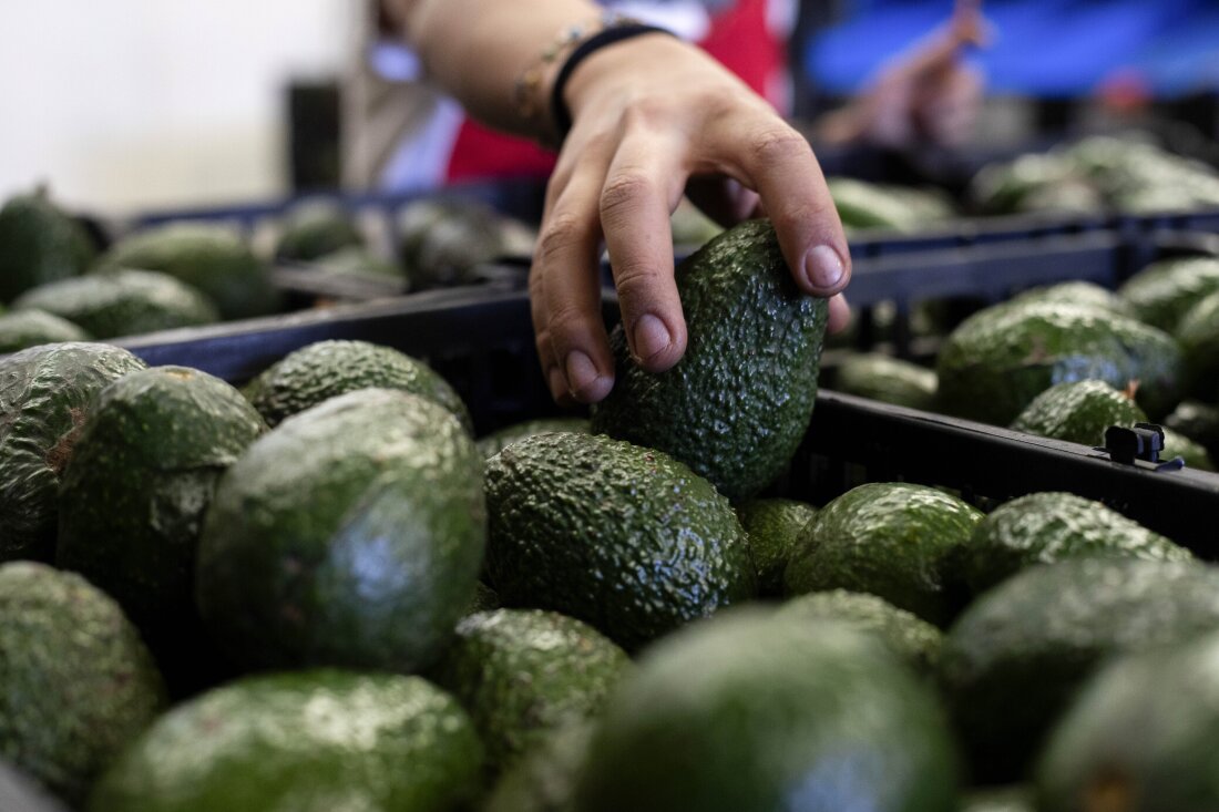 A worker packs avocados at a plant in Uruapan, Michoacan state, Mexico, Feb. 9, 2024.