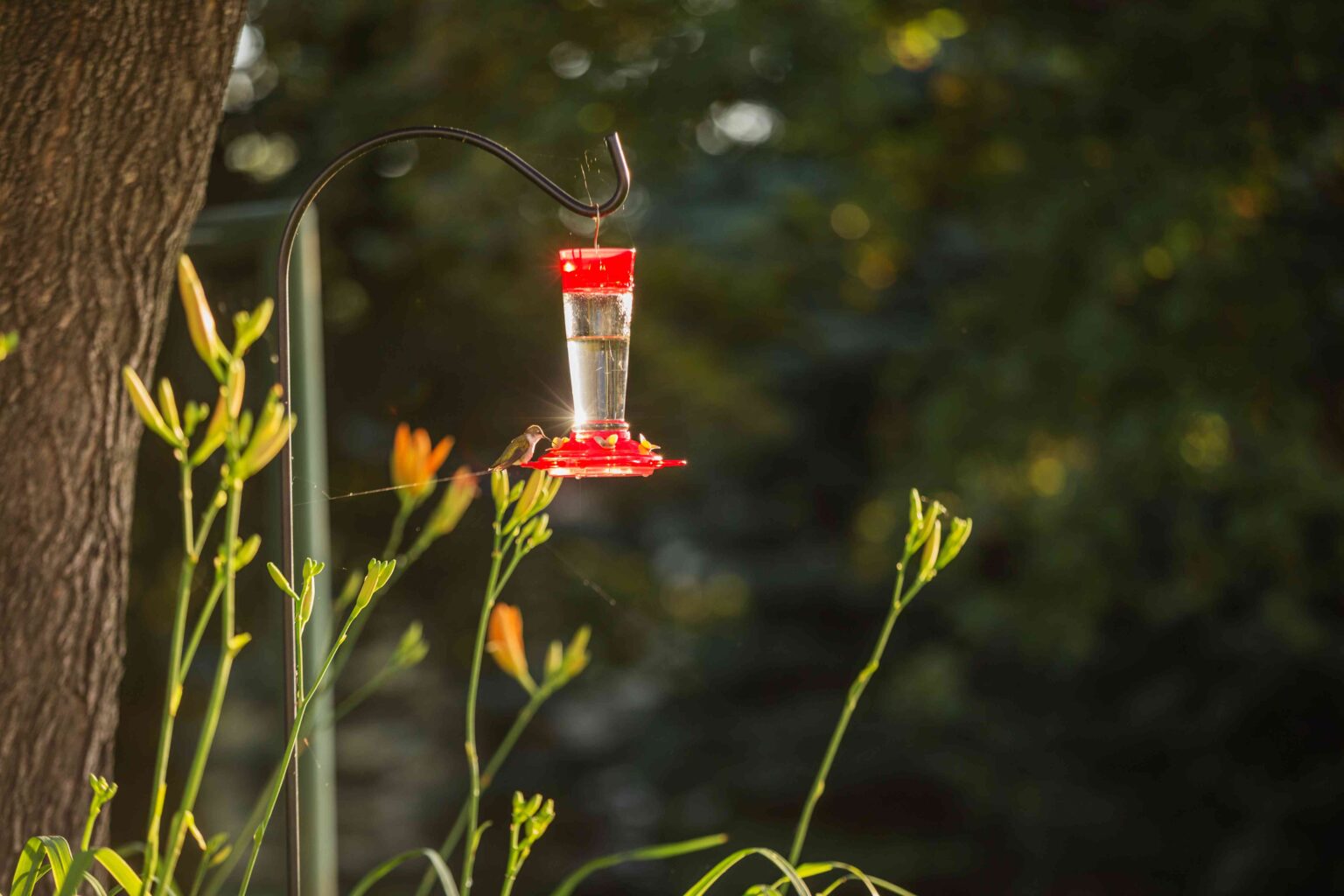 When Should You Take Down Your Hummingbird Feeder for the Season?