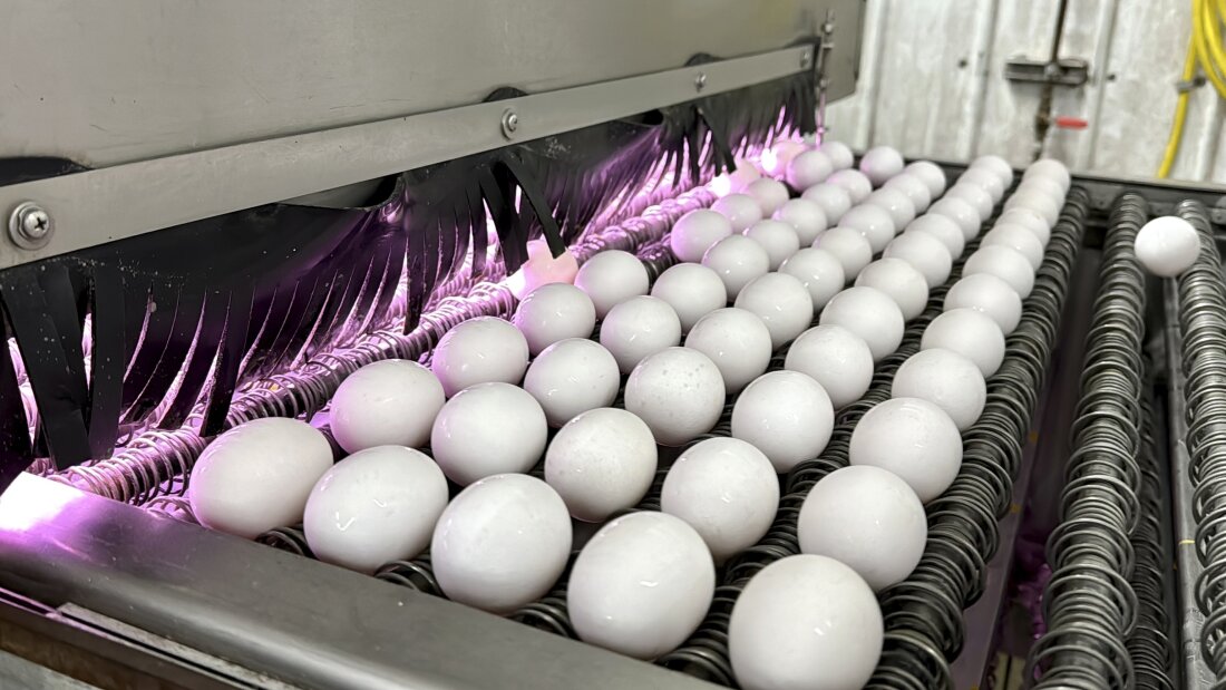 Eggs are cleaned and disinfected in January at the Sunrise Farms processing plant in Petaluma, Calif., which had seen an outbreak of avian flu.