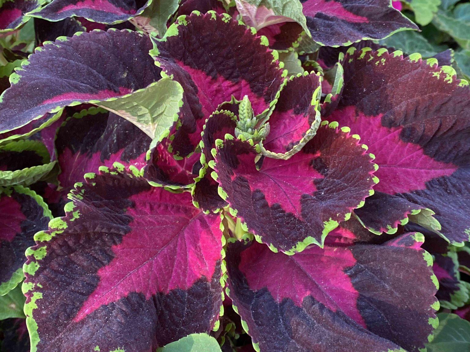 Will Coleus Come Back Next Year? 5 Key Things to Know Before Winter Hits