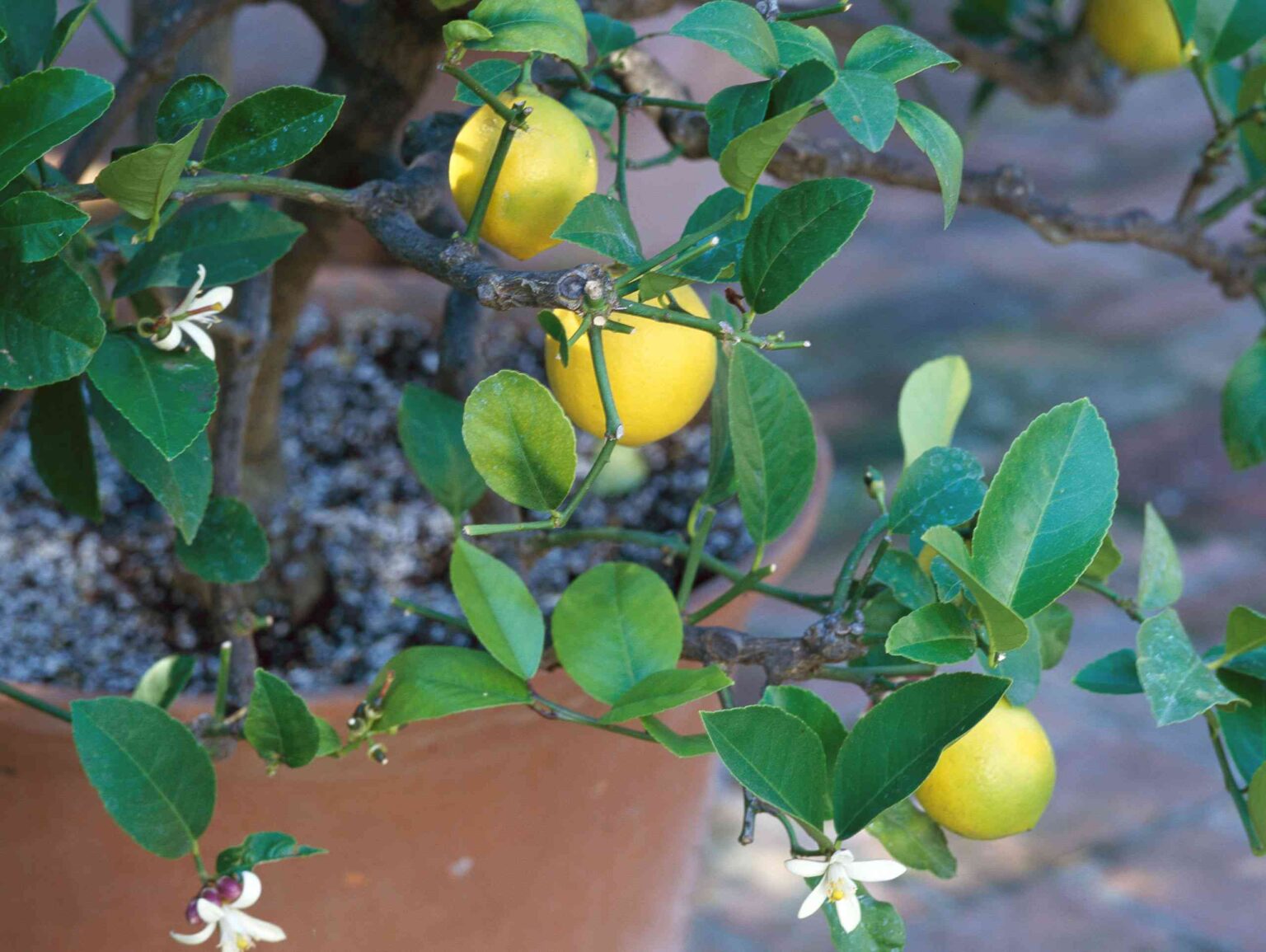 12 Must-Know Tips for Growing a Lemon Tree in a Pot, According to an Expert