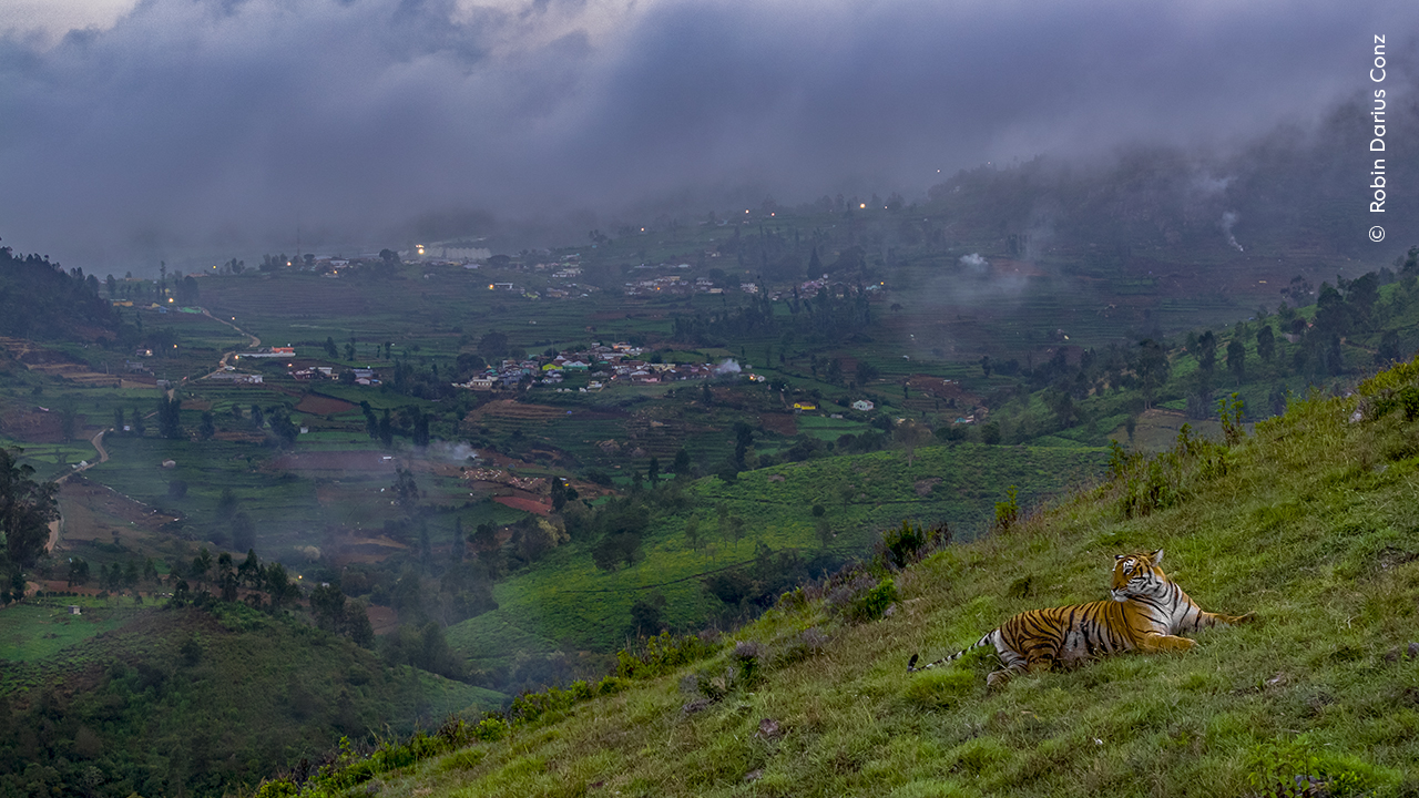 a tiger relaxes on a hillside with buildings from a small village in the background