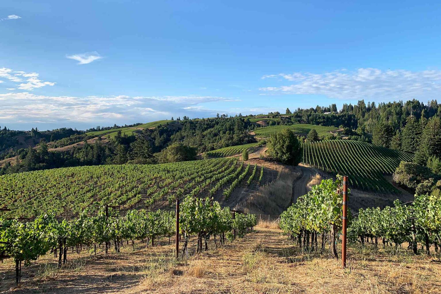 16 Must-Know California Vineyards for Wine Lovers