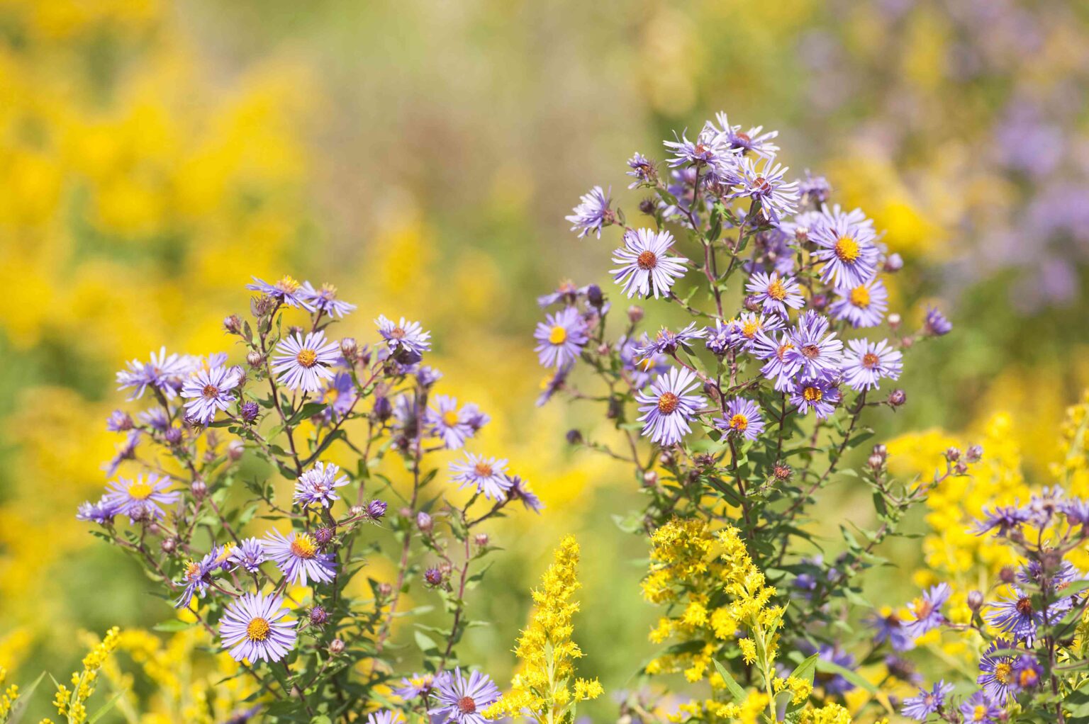 27 Aster Flowers You Can Still Grow in Your Fall Garden for Last-Minute Color