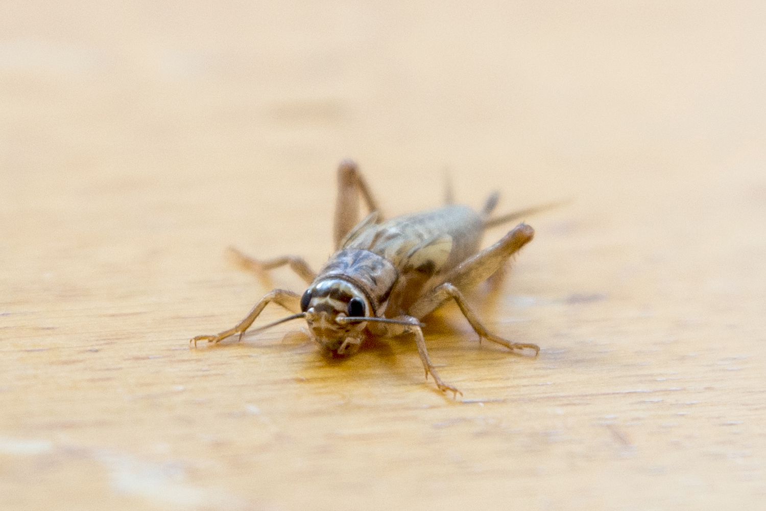 3 Ways Crickets Are Sneaking Into Your House and How to Get Rid of Them Overnight