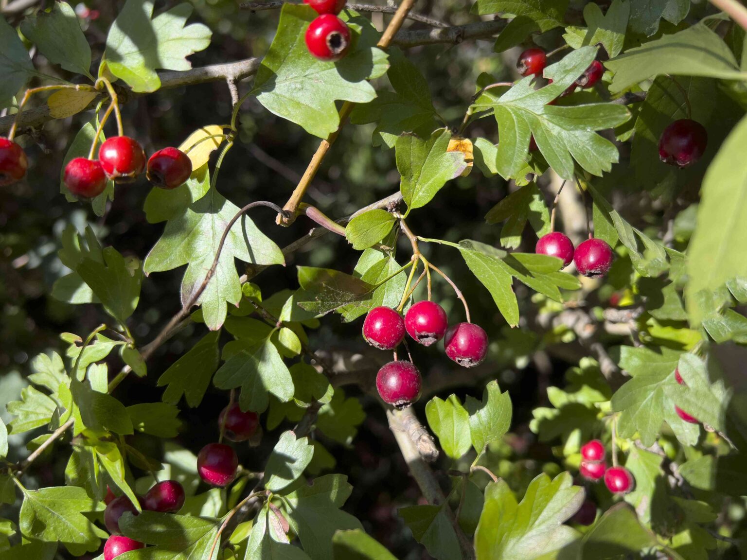 5 Health Benefits of Hawthorn