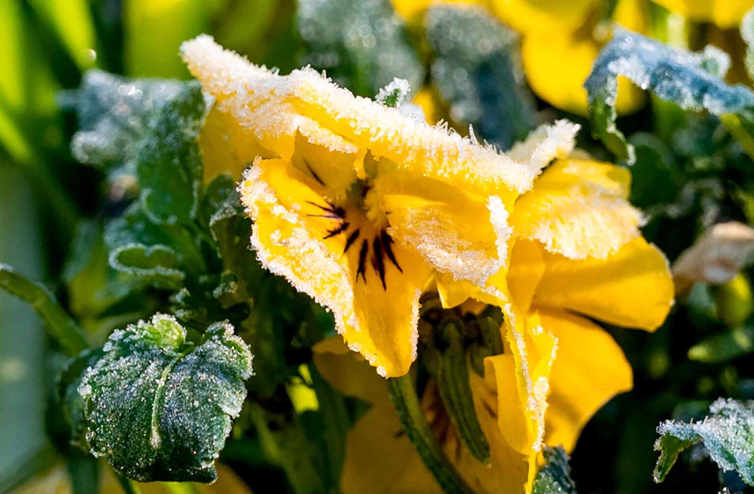 5 Things You Need to Do ASAP to Save Your Garden From the First Frost