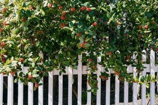 Close-up of holly branches hanging over white picket fence