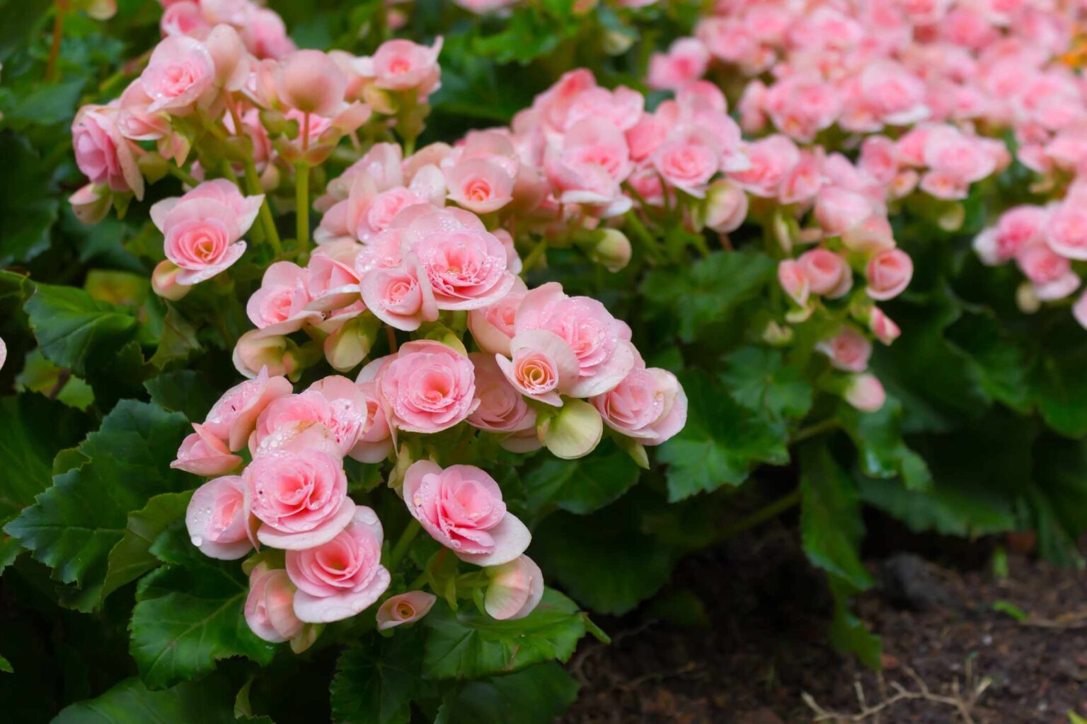 Begonias Need Special Care in The Fall—What You Should Do Right Now For Happy Plants