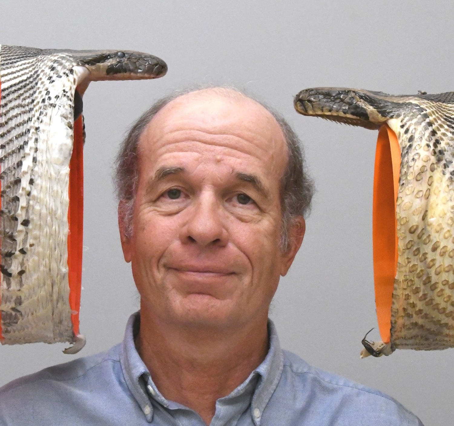 UC Professor Bruce Jayne poses with a Burmese python specimen with a 8.7-inch gape, right, compared to an even larger specimen with a 10.2-inch gape.