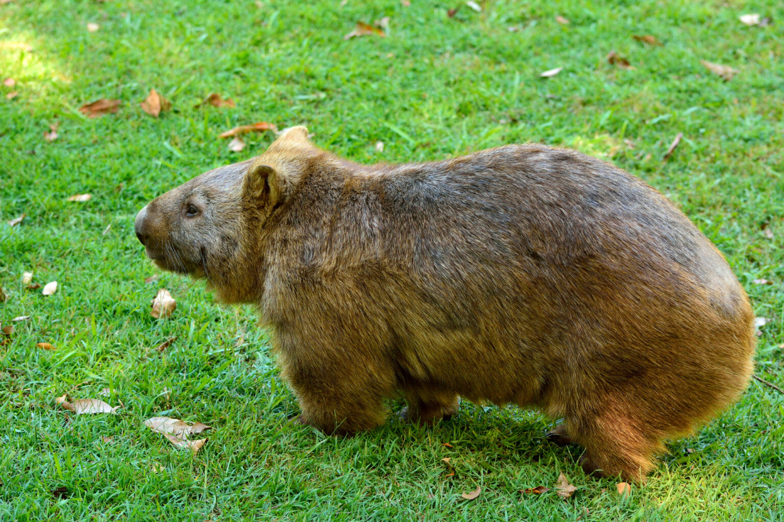 a brown and furry wombat sits on green grass