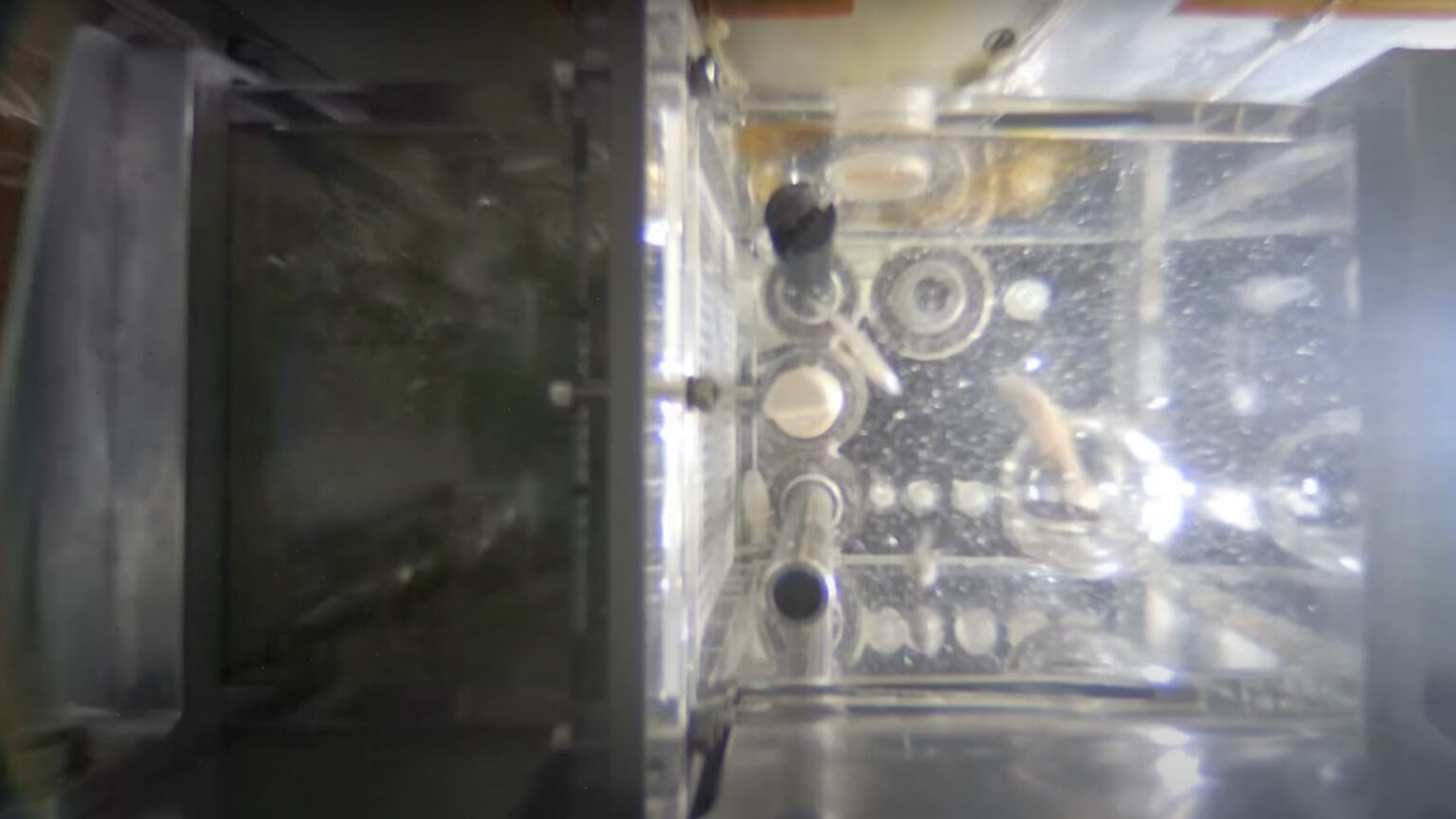 top-down view of a small tank with four silver-white fish in it