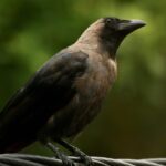 Bird with black wings and face and a brown body, with a strong-looking beak, perched on wire.