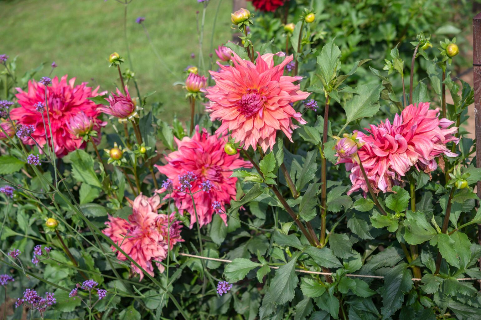 Dahlias Need Special Care This Fall—4 Tips Gardeners Follow for Better Spring Blooms