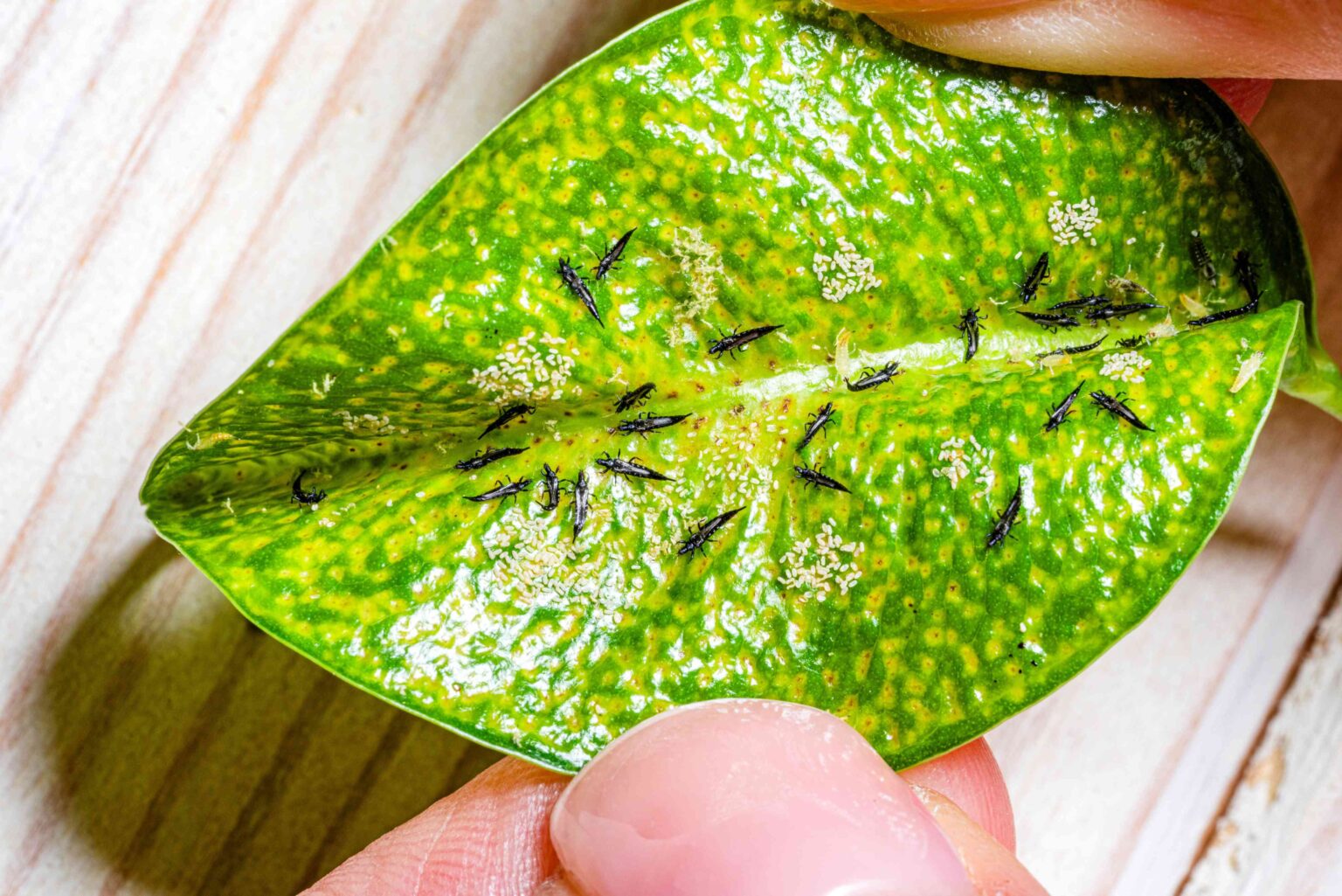 Don't Let Thrips Ruin Your Plants—10 Must-Know Tips to Keep These Pests Away