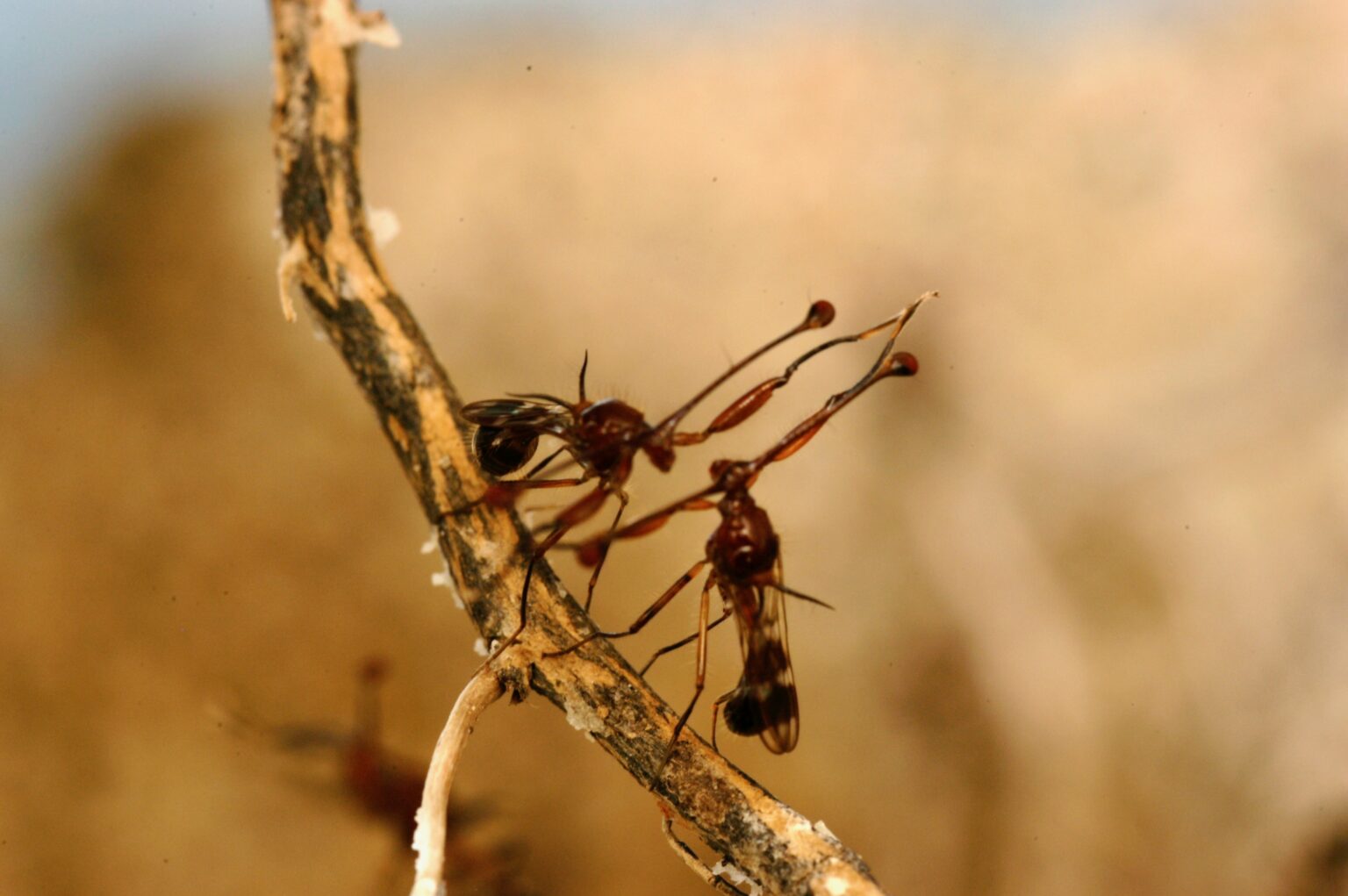 two stalk-eyed flies fight on a stick. these flies have long antennae with eyeballs on the tips