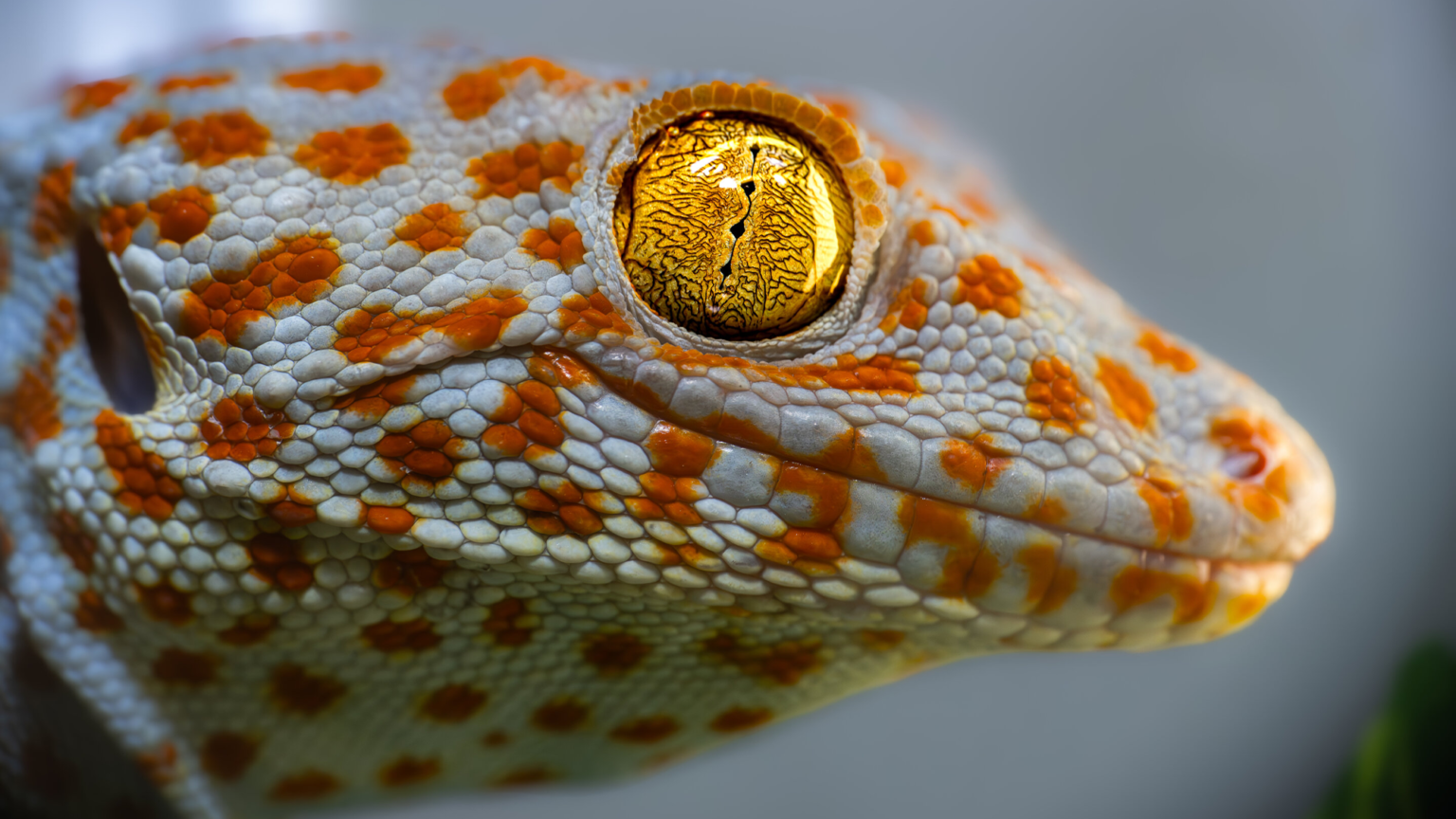 Geckos have a ‘sixth sense’