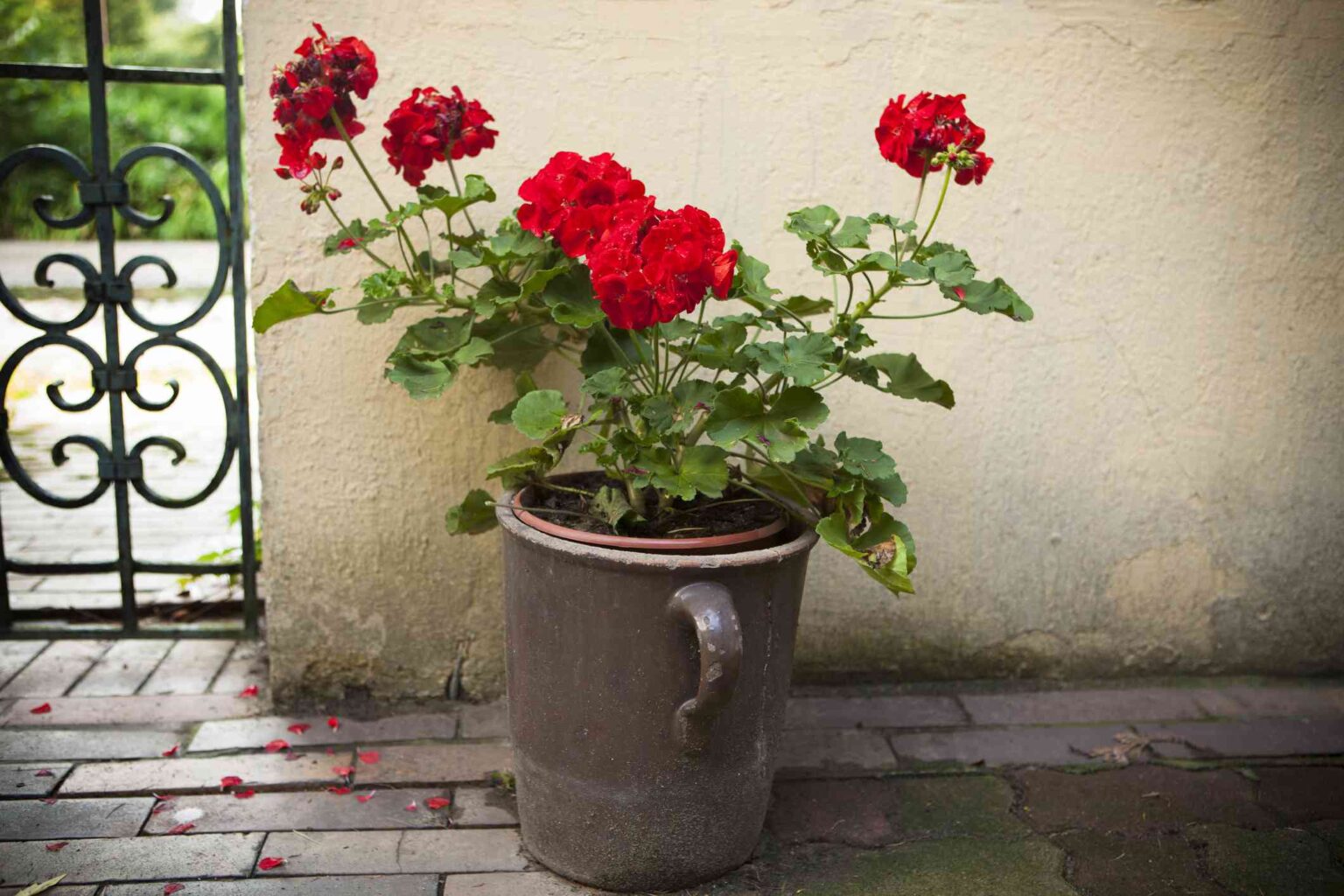 Geraniums Need Special Winter Care—What You Should Do Now for Better Spring Blooms