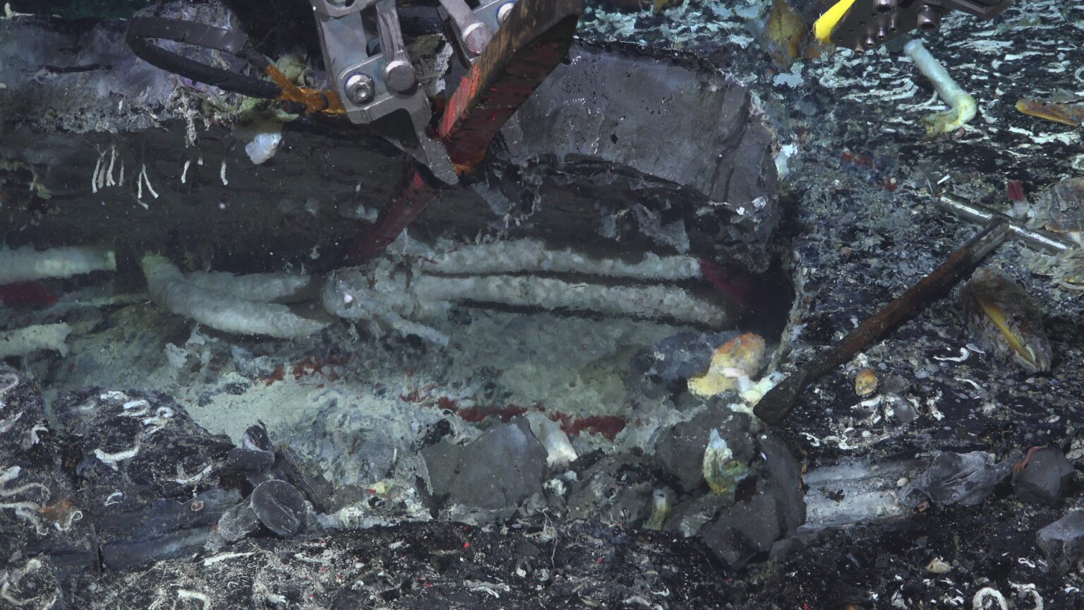 Underwater image of a remotely operated vehicle lifting a slab of ocean crust to reveal large white tube worms.