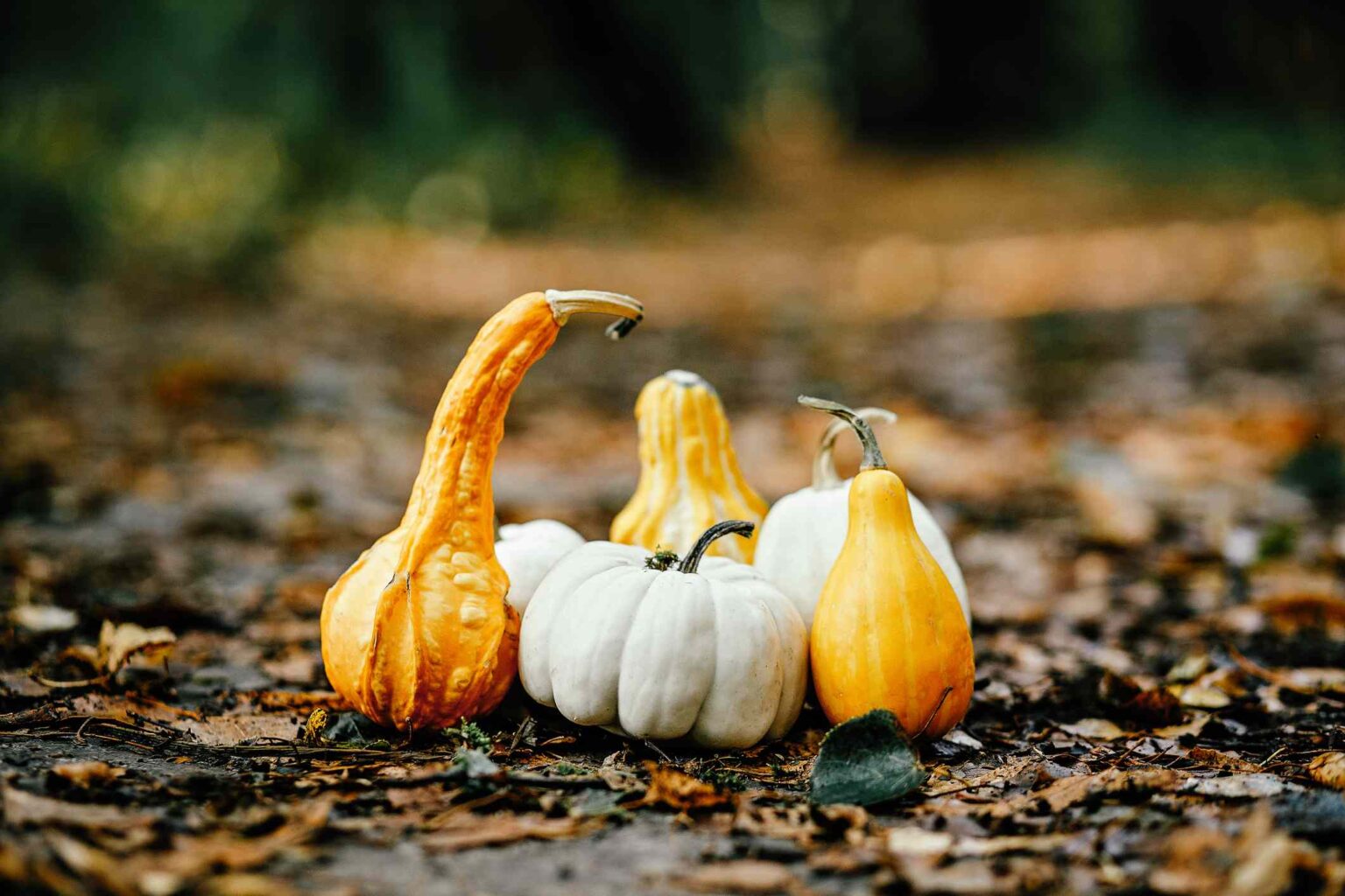 Gourds Galore! 15 Varieties a Pro Gardener Recommends for Fall Decor, Crafts, and More