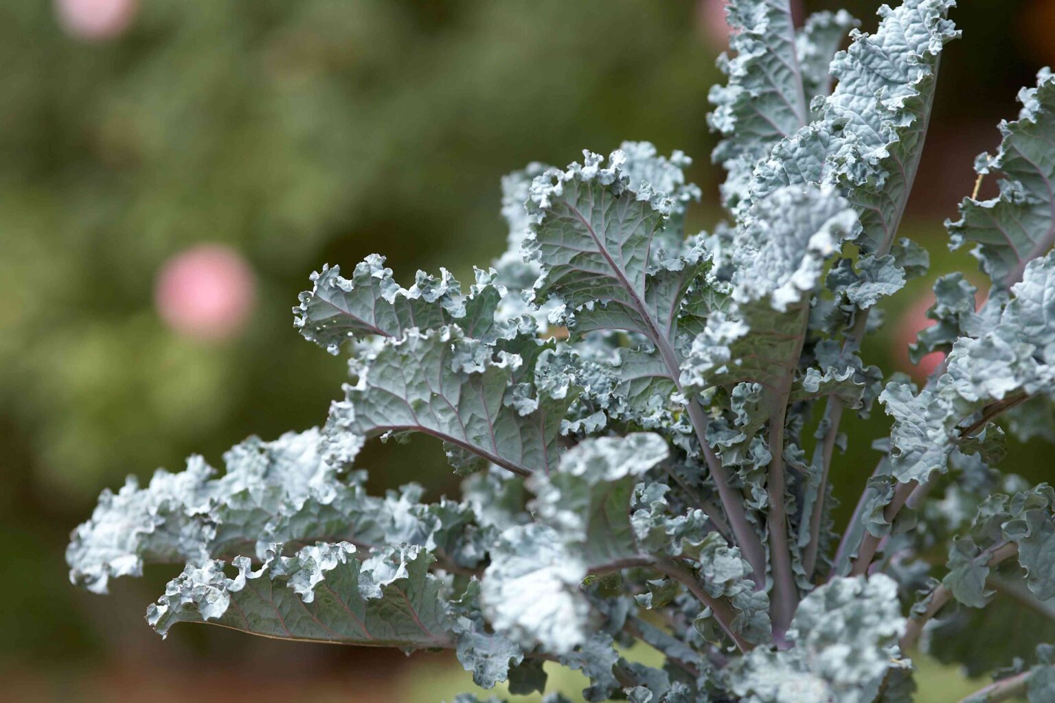 Grow Fresh Kale to Boost Your Salads and Smoothies—Here's How