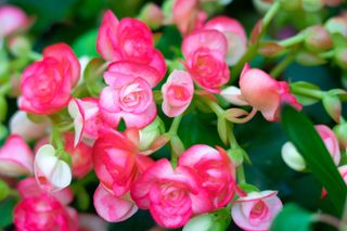 Numerous bright flowers of tuberous begonias (Begonia tuberhybrida) in garden