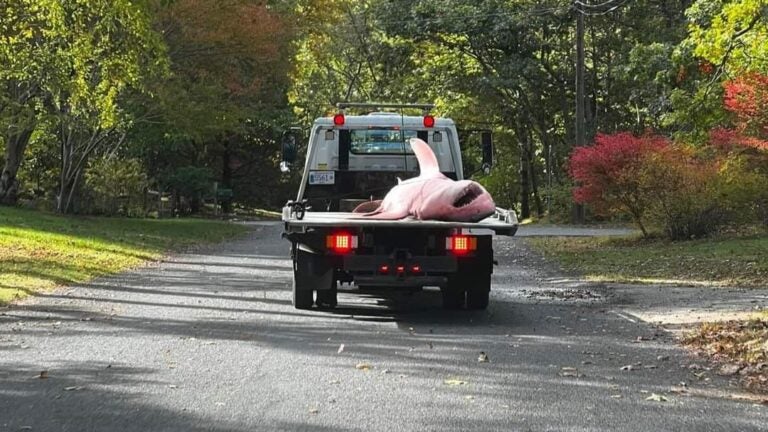 If you ever wanted to watch a shark necropsy, here's your chance: Tow truck shark gets sliced open