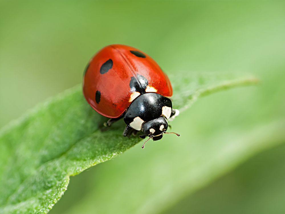 Ladybugs in Your Home? They Might Actually Be Lady Beetles—How to Spot the Difference