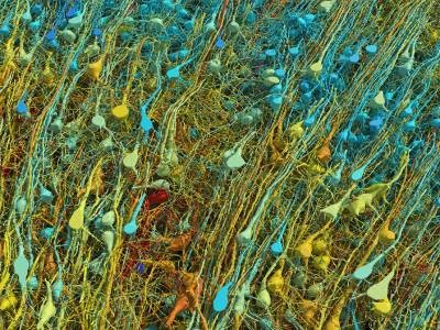 Largest brain map ever reveals fruit fly’s neurons in exquisite detail